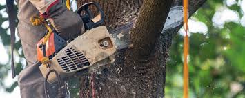 How Our Tree Care Process Works  in  Tidmore Bend, AL