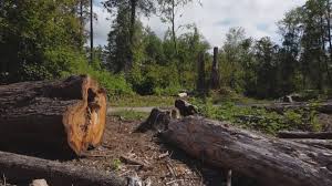 Best Firewood Processing and Delivery  in Tidmore Bend, AL