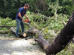 Best Arborist Consultation Services  in Tidmore Bend, AL