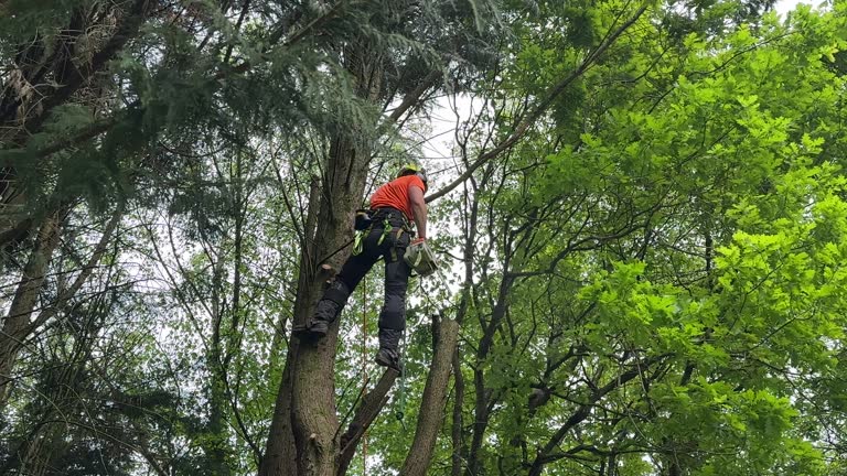 Best Hedge Trimming  in Tidmore Bend, AL