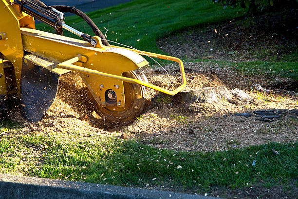 Best Leaf Removal  in Tidmore Bend, AL