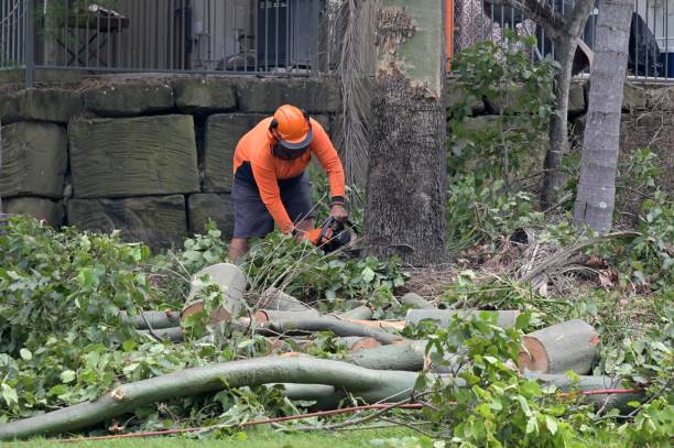 Best Emergency Tree Removal  in Tidmore Bend, AL