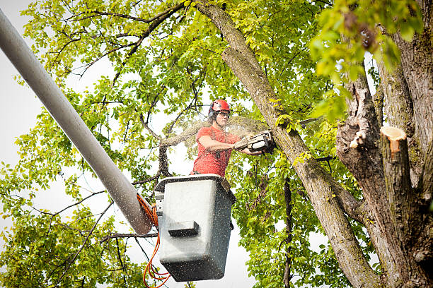 Best Tree Removal  in Tidmore Bend, AL